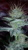 Week5Flower_111422.jpg