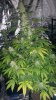 Week5Flower_111547.jpg