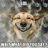 not listeningStoner Dog.jpg