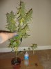 c99 harvest2.jpg