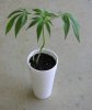 Posi. HazeXSS seedling.jpg