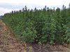 industrial-hemp-field.jpg