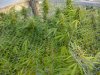 grow pics 102.jpg