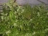 grow pics 095.jpg