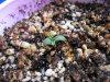 seedling-in-coco-coir-perlite.jpg