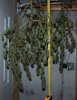 Harvest-Day57-2.JPG