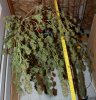 Harvest-Day57-3.JPG