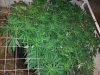 1 plant dutch treat.jpg