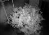 Camshot Flower Room 11-01-2015-IR.jpg