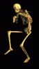 skeleton-4.gif