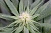 BlueDream-Day22-1.JPG