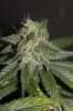 Blue widow day 47 a.JPG