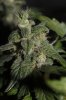 Blue widow day 47 b.JPG