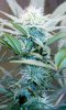 BlueDream-Day27-1.JPG