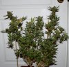 BluePyramid-Day52-Harvest-1.JPG