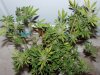 BluePyramid-Day52-Harvest-2.JPG