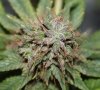 BluePyramid-Day52-Harvest-4.JPG