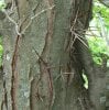 Honey_locust_thorns.jpg