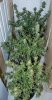 All-Day55-Harvest-1.JPG