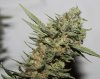 JTR-Day55-Harvest-2.JPG