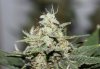 JTR-Day55-Harvest-3.JPG