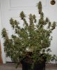 BLueRipper1-Day55-Harvest-1.JPG