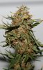 BLueRipper1-Day55-Harvest-2.JPG