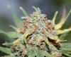 BlueRipper1-Day55-Harvest-3.JPG