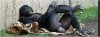 bonobo with large testicles chillin’ out_ Source.jpg