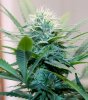 BlueDream-Day36-1.JPG