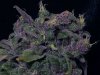 Blue-Moonshine-Weed-Closeup.jpg