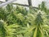 grow pics 099.jpg