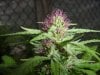 grow pics 024.jpg