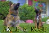 axle and rose.jpg