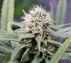 BlueDream-Day42-1.JPG