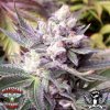 Hazeman-seeds-double-white-cheese.jpg