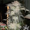 Hazeman-Seeds-Molokai-Kush.jpg