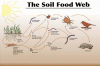 foodsoilweb.gif