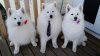 samoyed.jpg