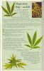 magnesium-info-marijuana.jpg