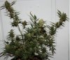 Harlequin-Harvest-Day50-1.JPG