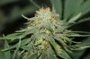 Harlequin-Harvest-Day50-2.JPG