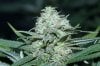 BlueDream-Day50-1.JPG