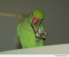 Gangster-parrot_o_11509.jpg