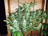 Black Domina day 46.jpg