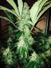 black domina day46.jpg