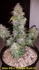 Alien OG x Triangle Kush #1.jpg