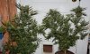 BD-Harvest-Day57-1.JPG