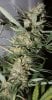 BD-Harvest-Day57-3.JPG