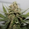 BD-Harvest-Day57-4.JPG